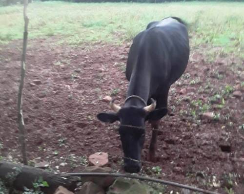 Fato ocorreu durante a enxurrada dessa quinta-feira