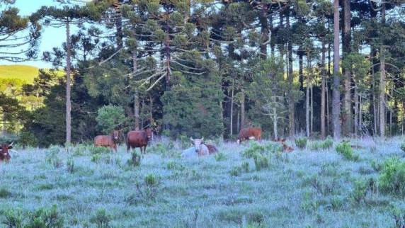 Serra de SC tem geada em pleno verão; veja fotos - foto 3
