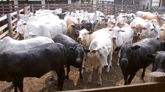 Organização Mundial de Saúde Animal (OIE) deu parecer favorável ao Paraná, Rio Grande do Sul, Acre, Rondônia e parte do Amazonas e de Mato Grosso. Validação final será realizada em maio
