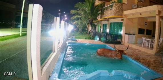 Durante farra do boi em SC, animal invade pousada e cai em piscina - foto 2
