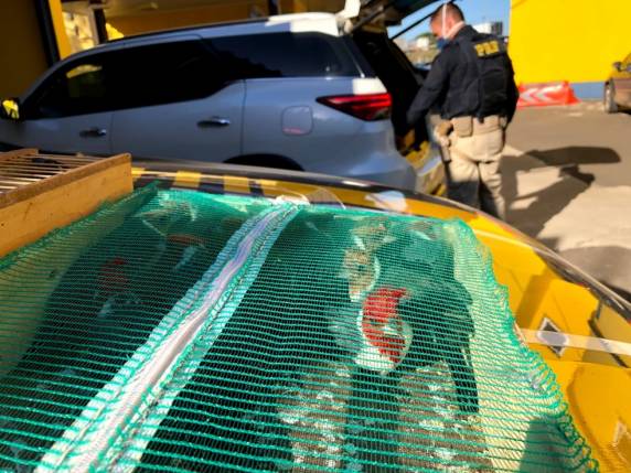 Flagrante ocorreu na nova Ponte do Guaíba. Segundo a Polícia Rodoviária Federal, suspeitos somam mais de 15 ocorrências envolvendo tráfico de animais