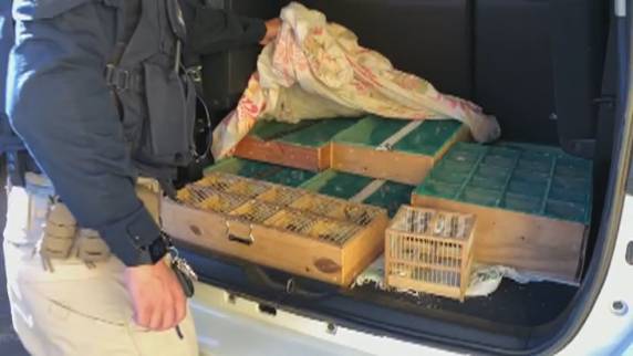 Flagrante ocorreu na nova Ponte do Guaíba. Segundo a Polícia Rodoviária Federal, suspeitos somam mais de 15 ocorrências envolvendo tráfico de animais
