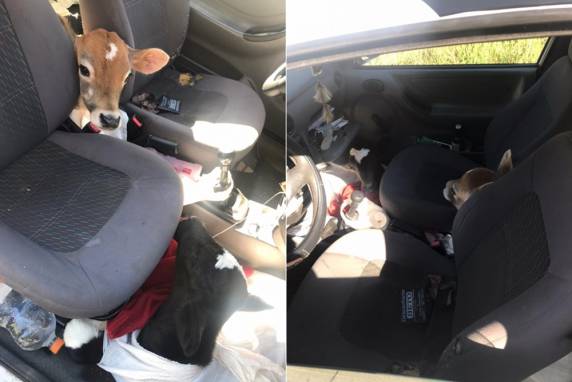 Segundo a PMRv, os animais estavam dentro de sacos