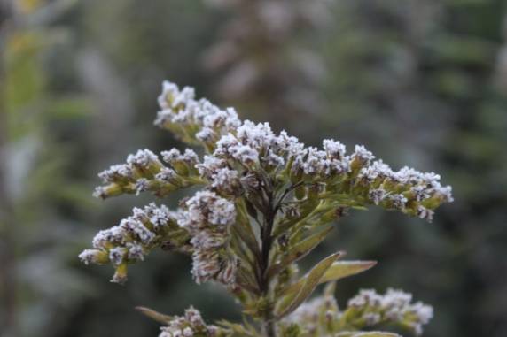 Mínima foi registrada em Urupema, na Serra catarinense. Os termômetros marcaram -2,2°C perto das 7h