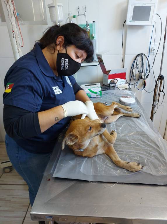 IGP realiza perícia em 17 cães vítimas de maus-tratos em Canoas - foto 4