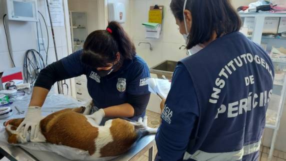 IGP realiza perícia em 17 cães vítimas de maus-tratos em Canoas - foto 3
