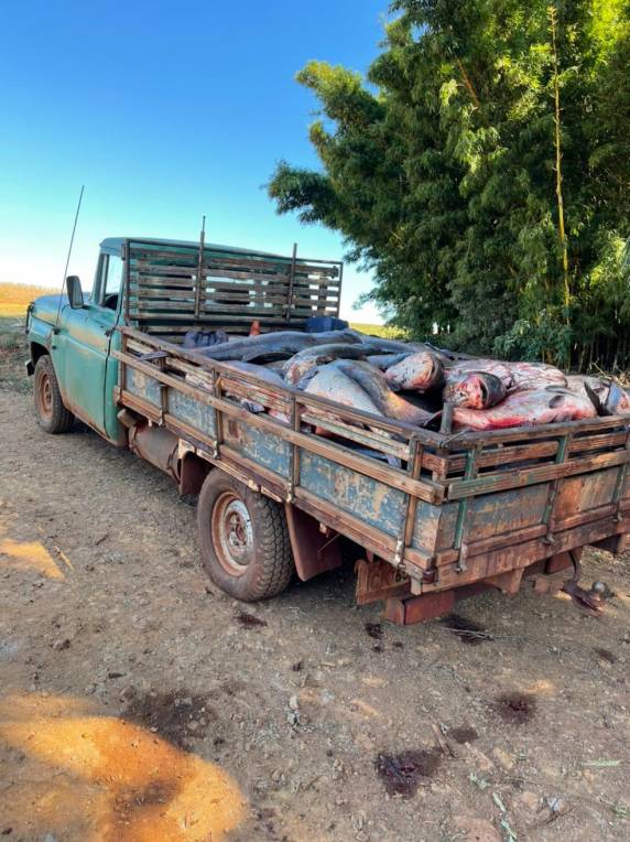 Oneide Minello distribuiu os pescados entre vizinhos, amigos e familiares. Animais são da espécie carpa, que há 15 anos cresciam no local.
