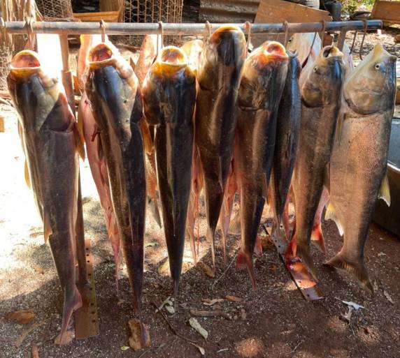 Oneide Minello distribuiu os pescados entre vizinhos, amigos e familiares. Animais são da espécie carpa, que há 15 anos cresciam no local.