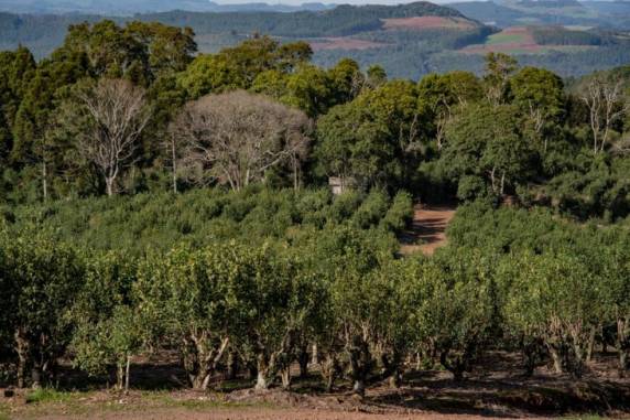 Falta de chuvas em 2020 e geada no ano anterior devem impactar na colheita do produto, segundo dados do setor. Colheita da erva-mate iniciou no fim de maio