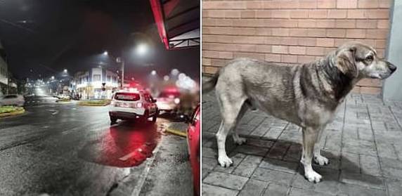 Cachorro de rua corre atrás de bicicleta e ajuda policial a deter suspeito de furto em SC - foto 3