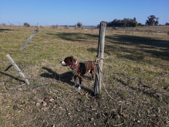 Criança passeava com o cão ao lado do primo, de 15 anos, aponta investigação. Animal era de vizinha da família. Polícia apura eventual responsabilidade de dona do cachorro