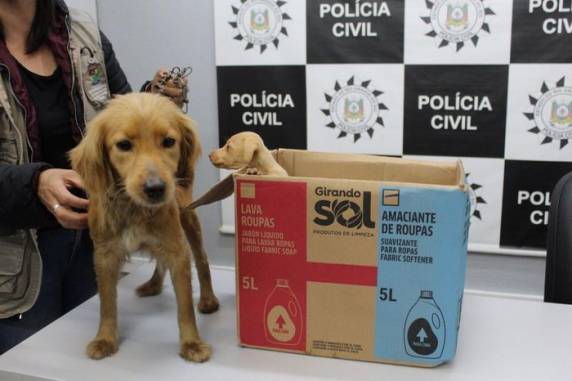 Testemunha disse que viu mulheres arremessando uma cadela adulta e cinco filhotes pela janela de um carro. Um deles morreu