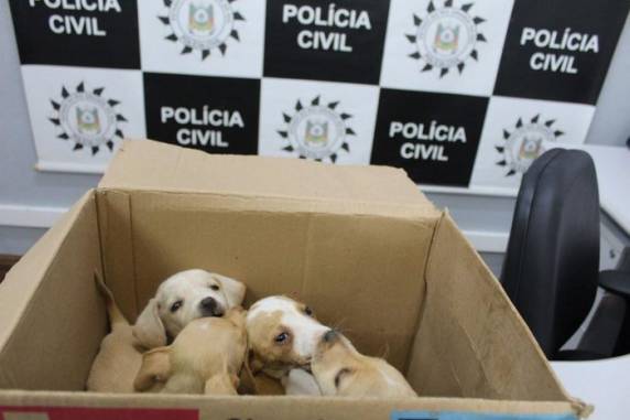 Testemunha disse que viu mulheres arremessando uma cadela adulta e cinco filhotes pela janela de um carro. Um deles morreu