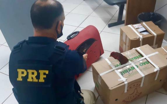 Ele já havia sido preso em fevereiro quando foi abordado com o veículo oficial da Prefeitura transportando galos de rinha no porta-malas