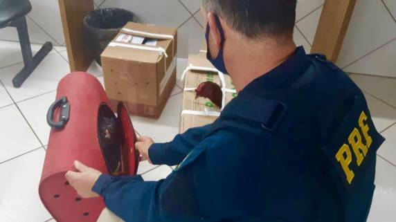 Ele já havia sido preso em fevereiro quando foi abordado com o veículo oficial da Prefeitura transportando galos de rinha no porta-malas