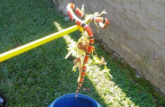 Corpo de Bombeiros Voluntários foi chamado pela moradora da casa, que percebeu os dois animais interagindo no quintal.