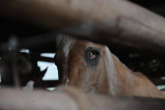 Bifes de carne de cavalo misturada com a de gado eram vendidos para hamburguerias da Serra - foto 2