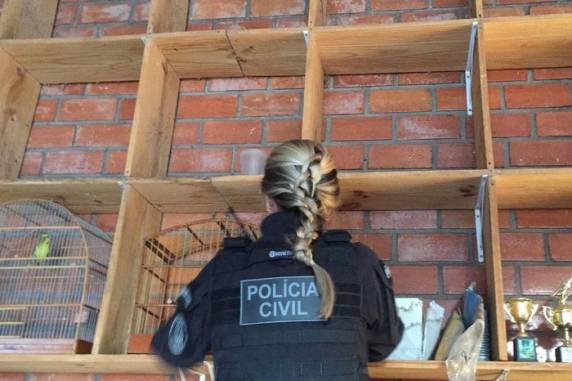 Criminosos tinham tabela de preços, com pássaros sendo vendidos por R$ 2,5 mil e cobras por R$ 1,5 mil. Estão sendo cumpridos 44 mandados de busca e apreensão e cinco de prisão temporária