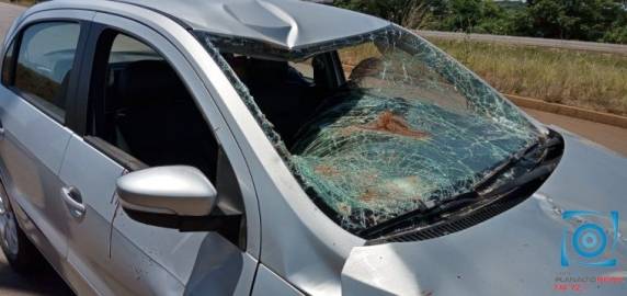 Mulher colide veículo em cavalo solto na ERS 324 em Passo Fundo - foto 3