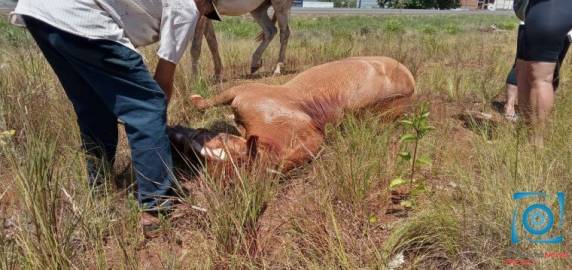 Mulher colide veículo em cavalo solto na ERS 324 em Passo Fundo - foto 2