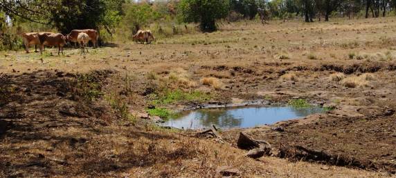 Decretada situação e emergência em Horizontina devido a seca - foto 2