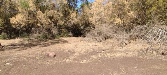 Decretada situação e emergência em Horizontina devido a seca - foto 3