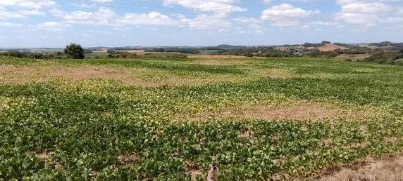 Decretada situação e emergência em Horizontina devido a seca - foto 4
