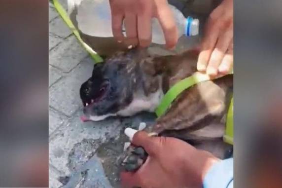 Tutor do animal foi identificado e preso em flagrante por maus-tratos, segundo a PM. Cadela da raça buldogue passa bem.