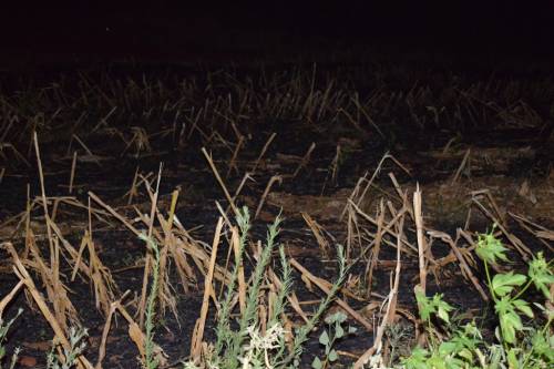 Incêndio atingiu vegetação seca na Linha Mirim em Crissiumal - foto 2