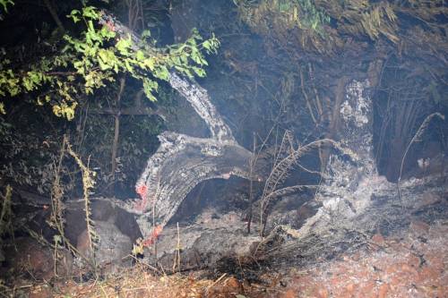 Incêndio atingiu vegetação seca na Linha Mirim em Crissiumal - foto 3