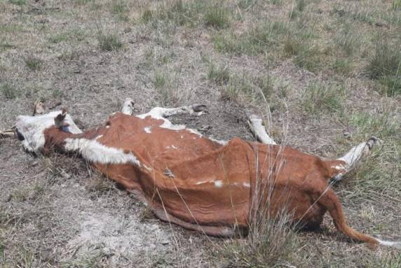 Animais estavam há pelo menos quatro dias sem acesso à água; um deles morreu