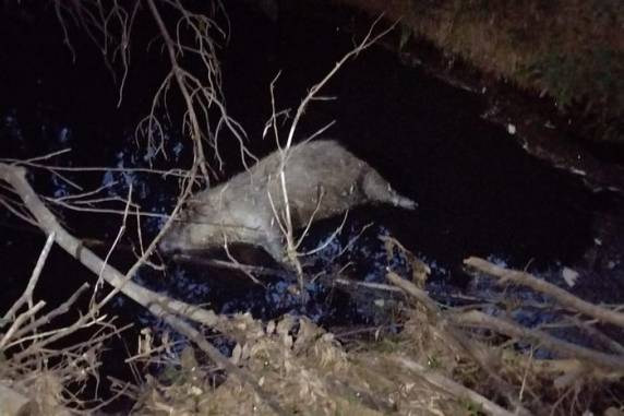 Até o momento, oito animais foram encontrados mortos em localidade do interior do município