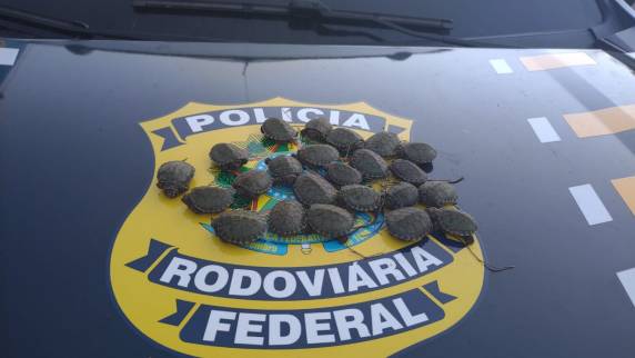 Um casal foi preso transportando os animais escondidos embaixo de roupas no porta-malas de um carro