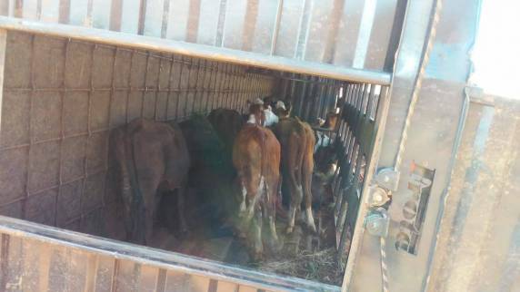 Caminhão boiadeiro, com 80 novilhas, tomba na ERS 168 em Bossoroca - foto 2