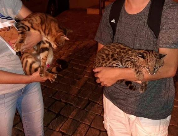 Biólogo de Jaraguá do Sul fez alerta nas redes sociais sobre os perigos que um felino selvagem oferece caso se sinta ameaçado.