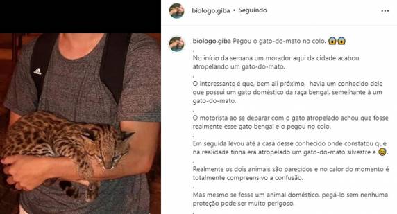 Biólogo de Jaraguá do Sul fez alerta nas redes sociais sobre os perigos que um felino selvagem oferece caso se sinta ameaçado.