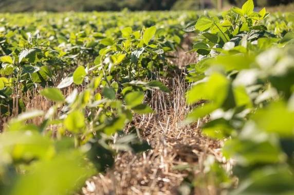 Anúncio foi feito na tarde desta quinta (10) na Expodireto Cotrijal, em Não-Me-Toque. Além do Rio Grande do Sul, Santa Catarina, Paraná e Mato Grosso do Sul receberão recursos.