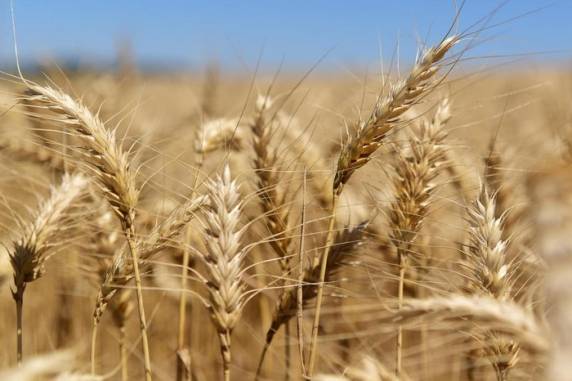 Indústrias citam aumento de cerca de 30% no preço da farinha. Produtos devem passar por novo reajuste a partir de abril