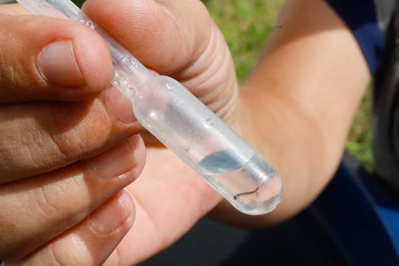 De acordo com a série histórica, Estado já tem o maior número de cidades consideradas infestadas pelo mosquito desde 2000