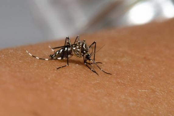 Rio Grande do Sul se aproxima de 8 mil casos confirmados de dengue em 2022