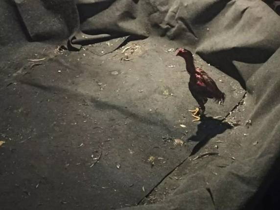 Organizador recebeu voz de prisão. Das 11 aves, seis estavam machucadas, segundo polícia.