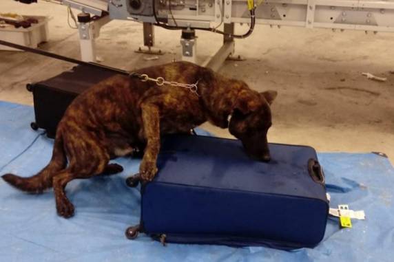 Flagrante, feito com ajuda de cão farejador, ocorreu na noite de quinta-feira
