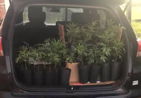 Imóvel com cerca de 100 pés da droga foi encontrado no Norte da Ilha.