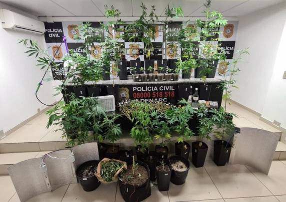 Suspeito alugava imóvel no bairro Cavalhada para manter a plantação. Caso não se apresente à delegacia nos próximos dias, terá a prisão requerida por tráfico de drogas