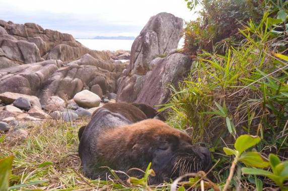 Segundo equipe do Projeto de Monitoramento de Praias, o animal estava saudável e 'só estava querendo tirar uma soneca'.