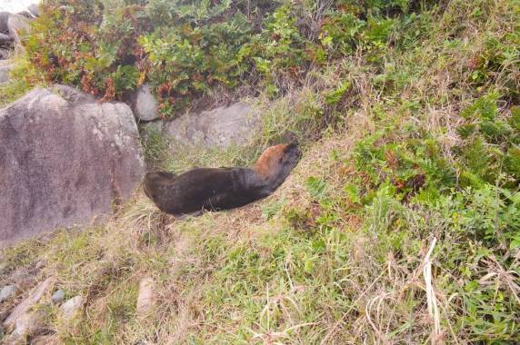 Segundo equipe do Projeto de Monitoramento de Praias, o animal estava saudável e 'só estava querendo tirar uma soneca'.