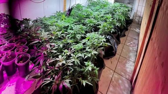 Flores de maconha são encontradas secando em varal de casa em SC - foto 3