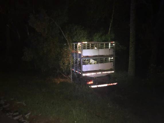 Mãe e filha de quatro anos morrem após colisão com caminhões carregados de suínos no meio-oeste catarinense - foto 3