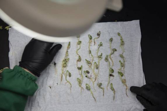 No centro do Estado, agrônomos usam tecnologia para avaliar o solo e recomendar fertilização personalizada nas lavouras - foto 2