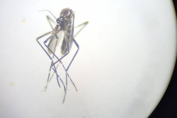 Com mortes em Lajeado e Independência, RS chega a 64 óbitos por dengue em 2022